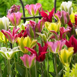 Tulip Viridiflora Mixed