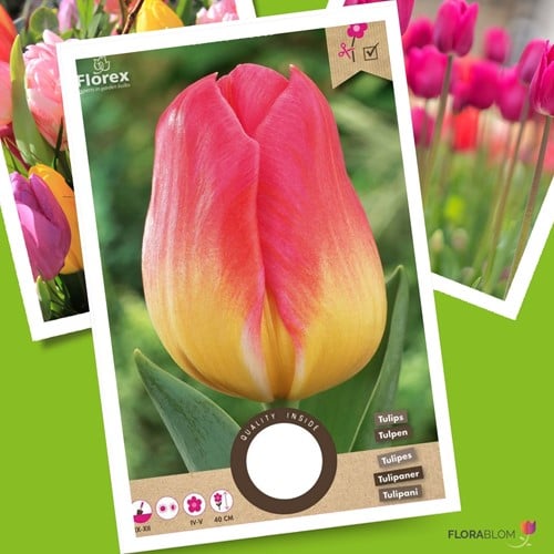 Tulips Tom Pouce – Tulipa