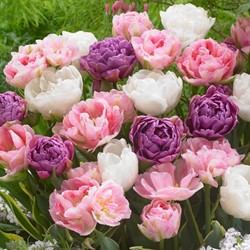 Tulip Danielle mix - Tulipa double