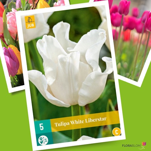Tulips White Liberstar – Tulipa