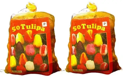Tulips Darwin Mix (2x XL-Pack)-2