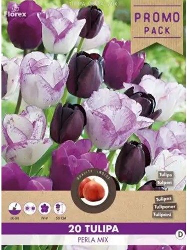 Tulips Perla Mix - Tulipa-2