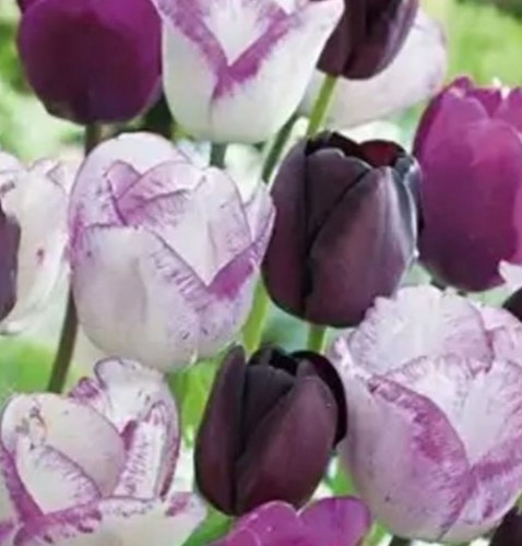 Tulips Perla Mix - Tulipa