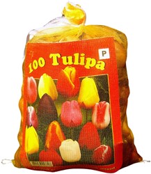 Tulips Triumph Mix (XL-Pack)