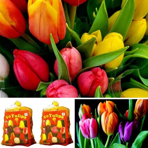 Tulips Darwin Mix (2x XL-Pack)