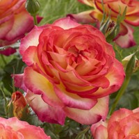 Roos Two Colors – Rosa Sterk Geurend 