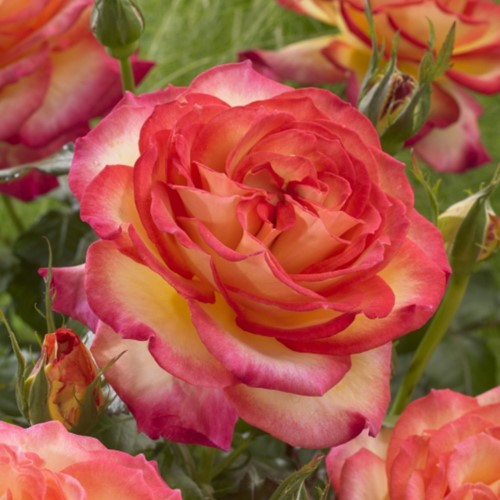 Roos Two Colors – Rosa Sterk Geurend 