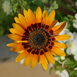 African Daisy, Monarch of the Veldt Orange