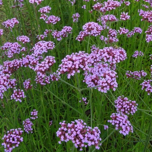Purpletop Vervain - Verbena bonariensis