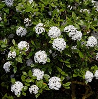 Viburnum Burkwoodii Anne Russell
