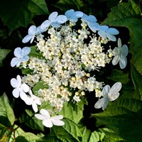 Gelderse roos compactum - Viburnum opulus