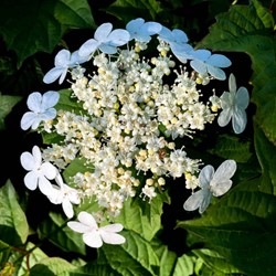 Guelder-rose Compactum - Viburnum opulus