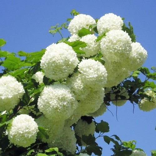 Viburnum Opulus Snowball