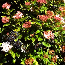 Sneeuwbal - Viburnum tinus