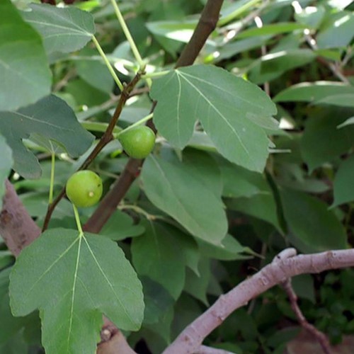 Fig Tree Brown Turkey