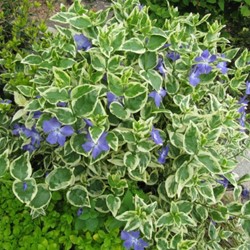 Vinca Major Variegata - Bigleaf Periwinkle