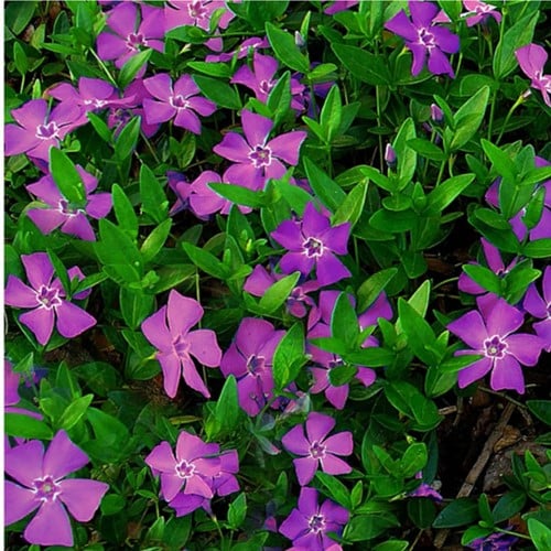 Purple Periwinkle Atropurpurea - Vinca minor