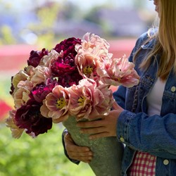Tulip Sweet Spring Mix - Tulipa