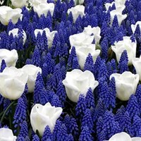 Blauwe en Witte Voorjaarsbloeiers