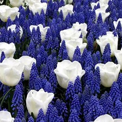 Blue and White Spring Bulbs