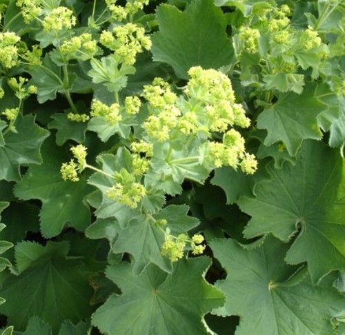 Lady's Mantle - Alchemilla mollis