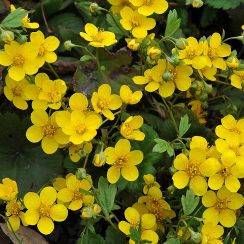 Goudaardbei - Waldsteinia ternata