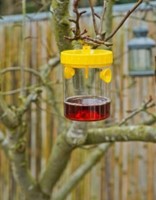 Wasp trap - Nature-2