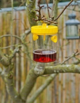 Wasp trap - Nature-2