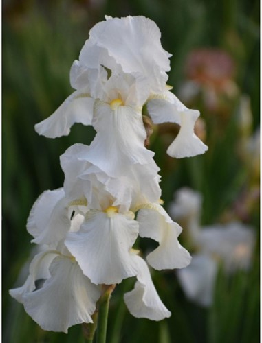 Iris Germanica White Knight - Bearded Iris (Six-pack)