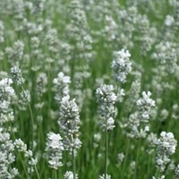 Witte Lavendel - Lavandula angustifolia Alba