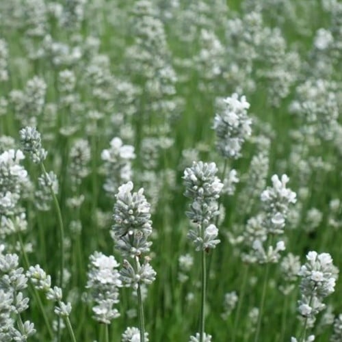 White Lavender - Lavandula angustifolia Alba