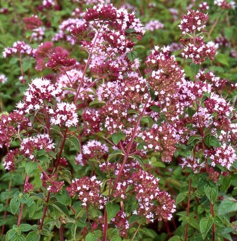 Wild Marjoram or Oregano - Origanum vulgare