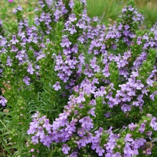 Winter Savory