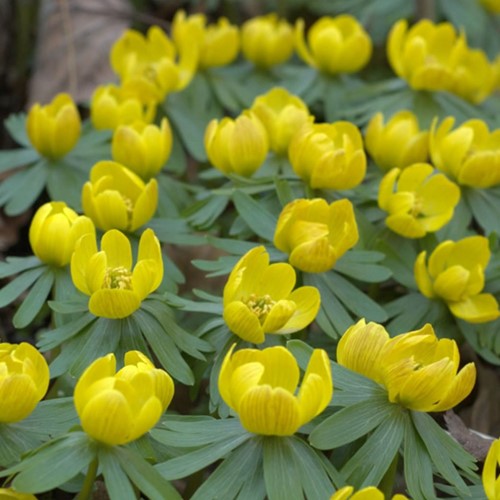 Winter Aconite - Eranthis Hyemalis (Large Pack)