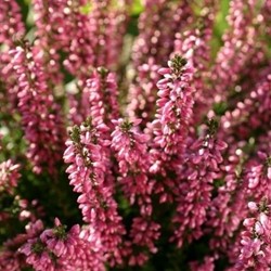 Winterheide Ghost Hills - Erica darleyensis