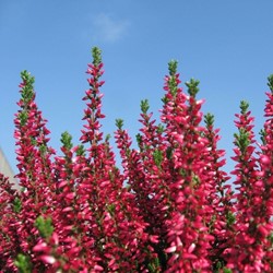 Winterheide Kramer's Rote - Erica