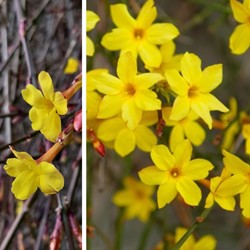 Winter Jasmine - Jasminum Nudiflorum