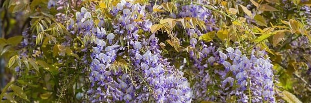 Prune wisteria