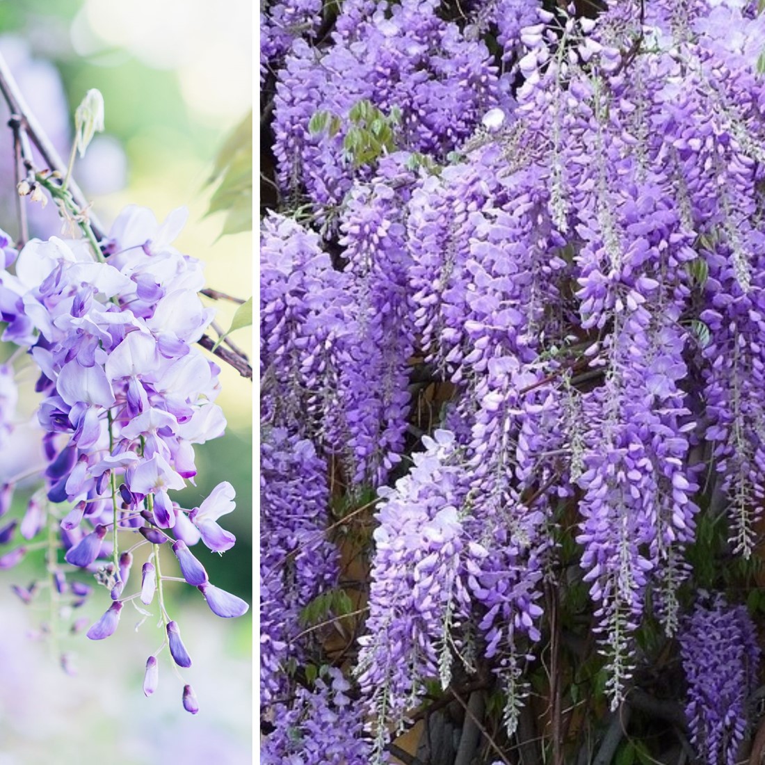 Wisteria Sinensis Prolific