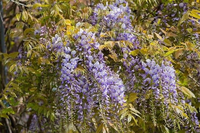 Prune wisteria