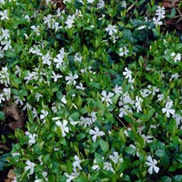 Witte Maagdenpalm Gertrude Jekyll - Vinca minor alba