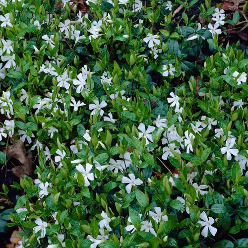 White Periwinkle Gertrude Jekyll - Vinca minor alba