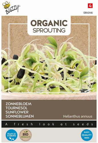 Organic sprouting Sunflower BIO – Helianthus annuus