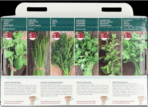 6 populair culinary herbs - Buzzy Collection-2