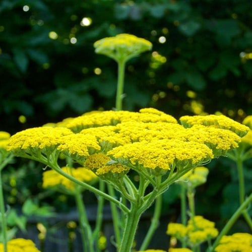 Yarrow Cloth of Gold - Achillea