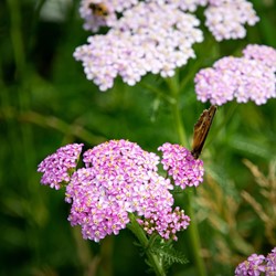 Yarrow Lilac Beauty - Achillea millefolium