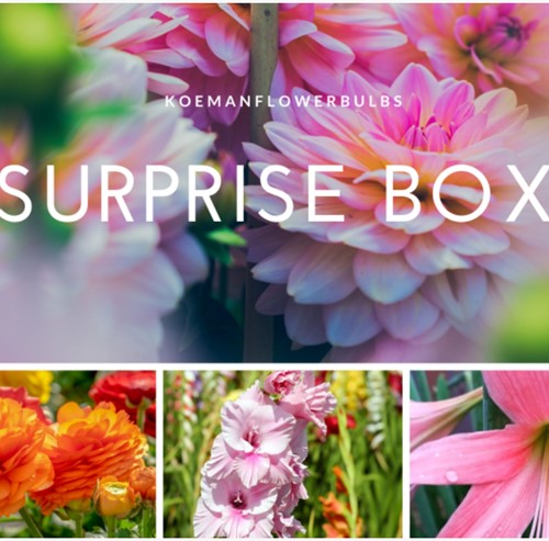 Summer Flowerbulb Surprise pack 2