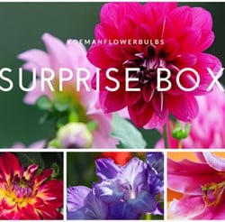 Summer Flowerbulb Surprise pack 3