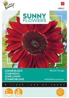 Sunflower Moulin Rouge - Sunny Flowers