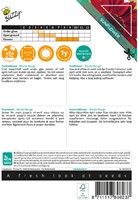 Sunflower Moulin Rouge - Sunny Flowers-2